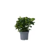 Gardenia - Gardenia jasminoides - Højde 20-30cm - ⌀13cm