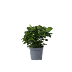 Gardenia - Gardenia jasminoides - Højde 20-30cm - ⌀13cm