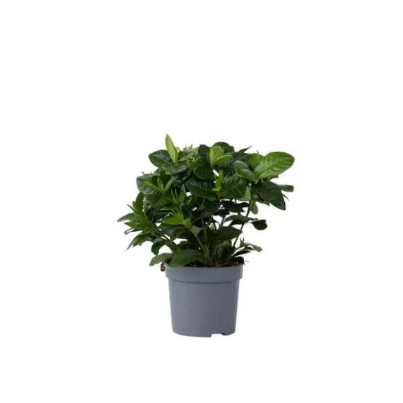 Gardenia - Gardenia jasminoides - Højde 20-30cm - ⌀13cm