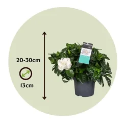 Gardenia - Gardenia jasminoides - Højde 20-30cm - ⌀13cm
