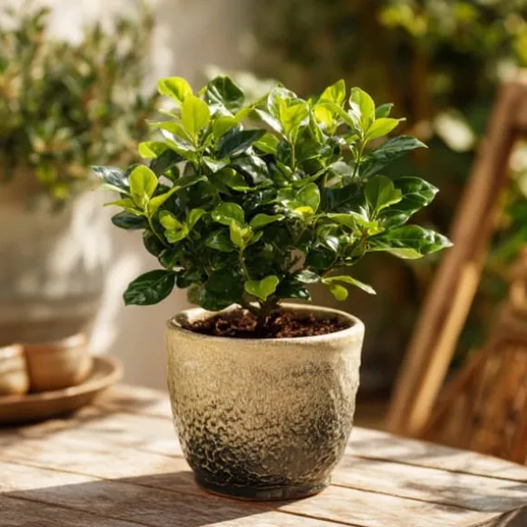 Gardenia - Gardenia jasminoides - Højde 20-30cm - ⌀13cm