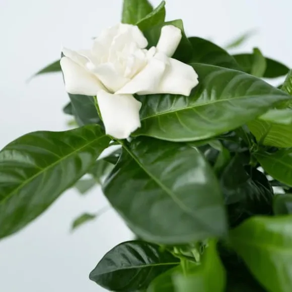 Gardenia - Gardenia jasminoides - Højde 20-30cm - ⌀13cm