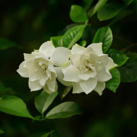 Gardenia - Gardenia jasminoides - Højde 20-30cm - ⌀13cm