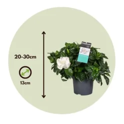 Gardenia - Sæt med 4 - Gardenia jasminoides - Højde 20-30cm - ⌀13cm