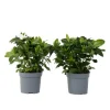 Gardenia - Sæt med 2 - Gardenia jasminoides - Højde 20-30cm - ⌀13cm