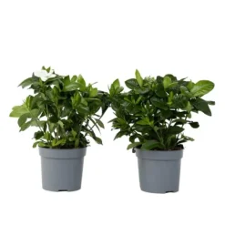 Gardenia - Sæt med 2 - Gardenia jasminoides - Højde 20-30cm - ⌀13cm