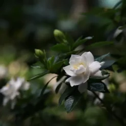 Gardenia - Sæt med 2 - Gardenia jasminoides - Højde 20-30cm - ⌀13cm