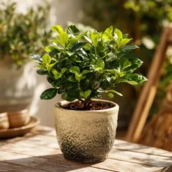 Gardenia - Sæt med 2 - Gardenia jasminoides - Højde 20-30cm - ⌀13cm