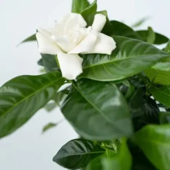 Gardenia - Sæt med 2 - Gardenia jasminoides - Højde 20-30cm - ⌀13cm