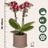 Gavesæt orkidé 'Cocktail S' - Phalaenopsis - Højde 30cm