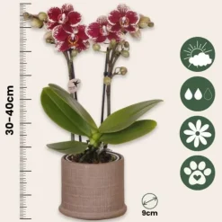 Gavesæt orkidé 'Cocktail S' - Phalaenopsis - Højde 30cm