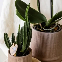 Gavesæt orkidé 'Cocktail S' - Phalaenopsis - Højde 30cm