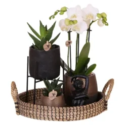 Gavesæt orkidé 'Copper XL' - Phalaenopsis - Højde 35cm