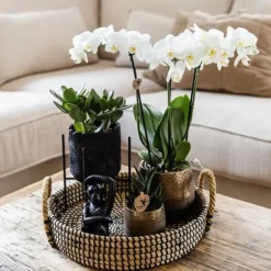 Gavesæt orkidé 'Copper XL' - Phalaenopsis - Højde 35cm