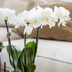 Gavesæt orkidé 'Copper XL' - Phalaenopsis - Højde 35cm