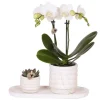 Gavesæt orkidé 'Marble S' - Phalaenopsis - Højde 30cm
