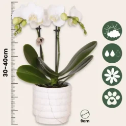 Gavesæt orkidé 'Marble S' - Phalaenopsis - Højde 30cm