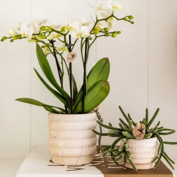 Gavesæt orkidé 'Marble S' - Phalaenopsis - Højde 30cm