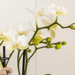 Gavesæt orkidé 'Marble S' - Phalaenopsis - Højde 30cm