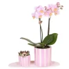 Gavesæt orkidé 'Pink S' - Phalaenopsis - Højde 30cm