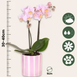 Gavesæt orkidé 'Pink S' - Phalaenopsis - Højde 30cm