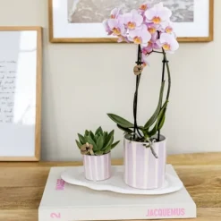 Gavesæt orkidé 'Pink S' - Phalaenopsis - Højde 30cm