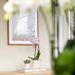 Gavesæt orkidé 'Pink S' - Phalaenopsis - Højde 30cm