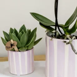 Gavesæt orkidé 'Pink S' - Phalaenopsis - Højde 30cm