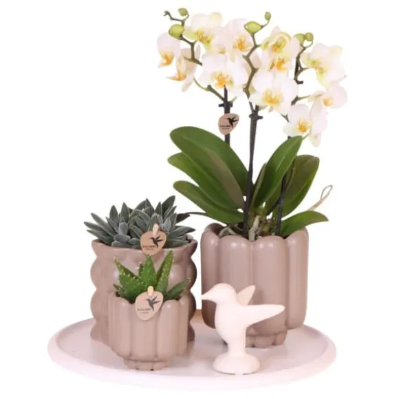 Gavesæt orkidé 'White Tray XL' - Phalaenopsis - Højde 35cm