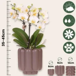 Gavesæt orkidé 'White Tray XL' - Phalaenopsis - Højde 35cm