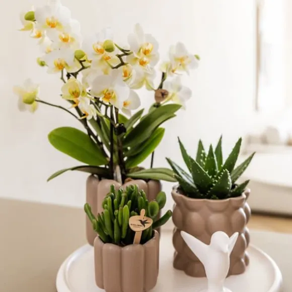 Gavesæt orkidé 'White Tray XL' - Phalaenopsis - Højde 35cm