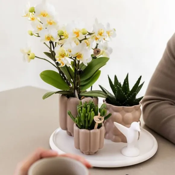 Gavesæt orkidé 'White Tray XL' - Phalaenopsis - Højde 35cm