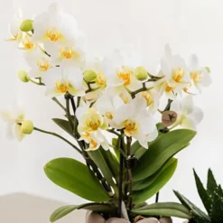 Gavesæt orkidé 'White Tray XL' - Phalaenopsis - Højde 35cm