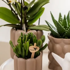 Gavesæt orkidé 'White Tray XL' - Phalaenopsis - Højde 35cm