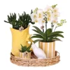 Gavesæt orkidé 'Yellow XL' - Phalaenopsis - Højde 35cm
