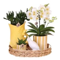 Gavesæt orkidé 'Yellow XL' - Phalaenopsis - Højde 35cm
