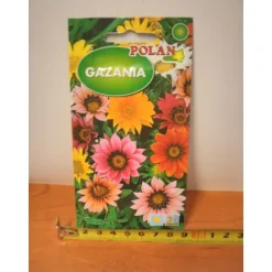 GAZANIA PN4078 frø