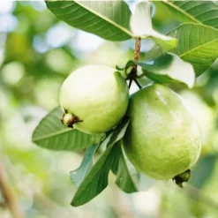 Gødning til frugttræer og buske Havestart 2 kg