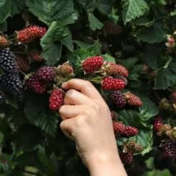 Gødning til frugttræer og buske Havestart 2 kg