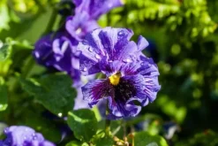GØDNING TIL GERANIUM 0,75L AGRECOL