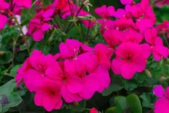 GØDNING TIL GERANIUM 0,75L AGRECOL