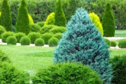 Gødning til nåletræer Thuja Granulat Have Start 10kg