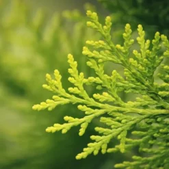 Gødning til nåletræer Thuja Granulat Have Start 10kg