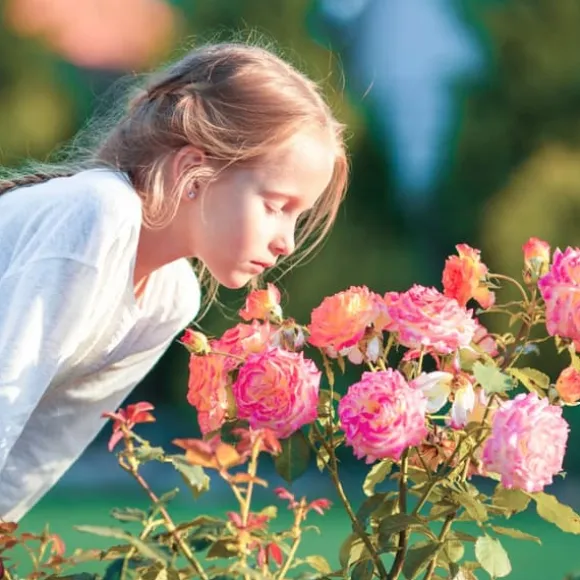Gødning til Rose Blomster Granulat Have Start 2kg