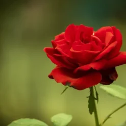 Gødning til Rose Blomster Granulat Have Start 2kg