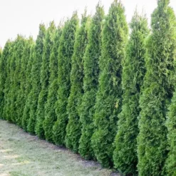 Gødning til Thujas, Arborvitaes, Nåletræer, Garden Start 5 kg