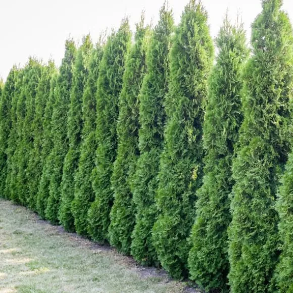 Gødning til Thujas, Arborvitaes, Nåletræer, Garden Start 2 kg
