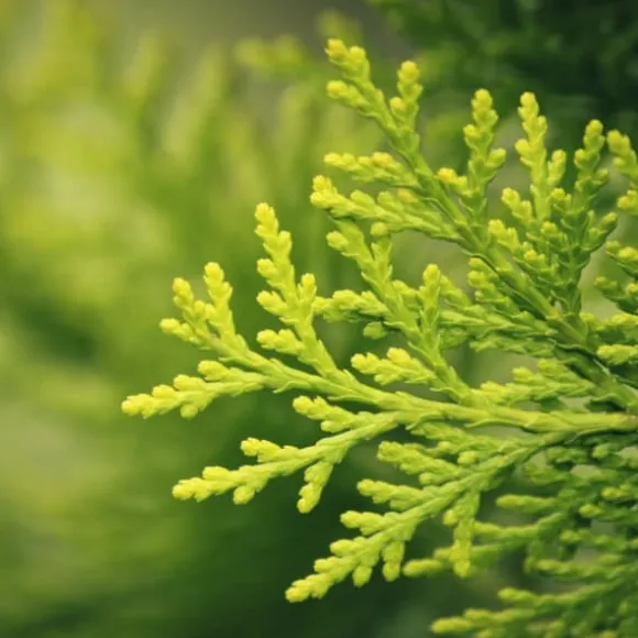 Gødning til Thujas, Arborvitaes, Nåletræer, Garden Start 2 kg