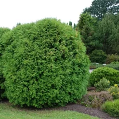 Gødning til Thujas, Arborvitaes, Nåletræer, Have Start 10 kg