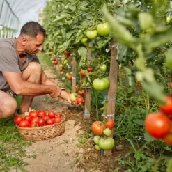 Gødning til tomater og peberfrugter Havestart 2kg